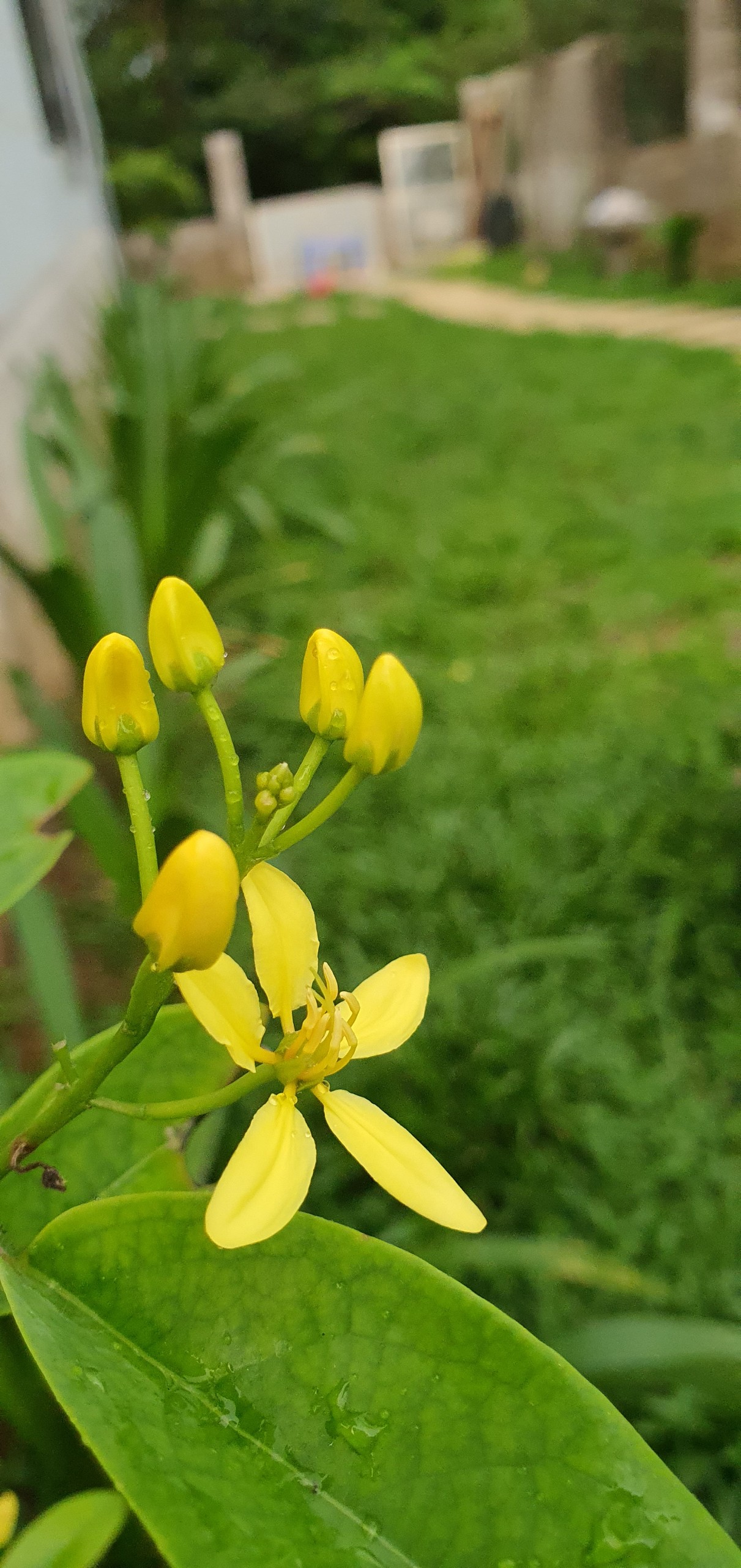 Hằng Nguyễn