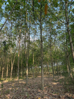 https://batdongsanviet.info.vn/uploads/images/upload/01-07-26/20260616160025-12c9_wm.jpg