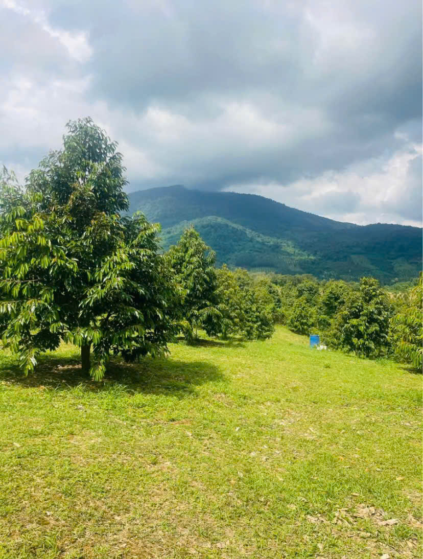 CHÍNH CHỦ GỬI BÁN LÔ ĐẤT VƯỜN SẦU RIÊNG – MẶT TIỀN NHỰA ĐƯỜNG B2, ĐOÀN KẾT – ĐẠ HOAI, LÂM ĐỒNG