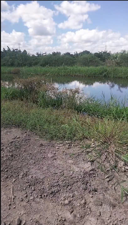 ►  BÁN GẤP ĐẤT VƯỜN 6.900m² – PHỤNG HIỆP, CẦN THƠ – Ô TÔ 7 CHỖ TỚI ĐẤT