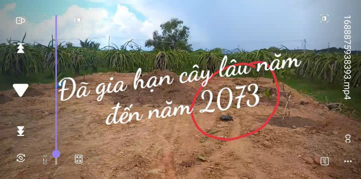 ►  CHÍNH CHỦ BÁN ĐẤT VƯỜN – CÓ SẴN THANH LONG ĐANG THU HOẠCH