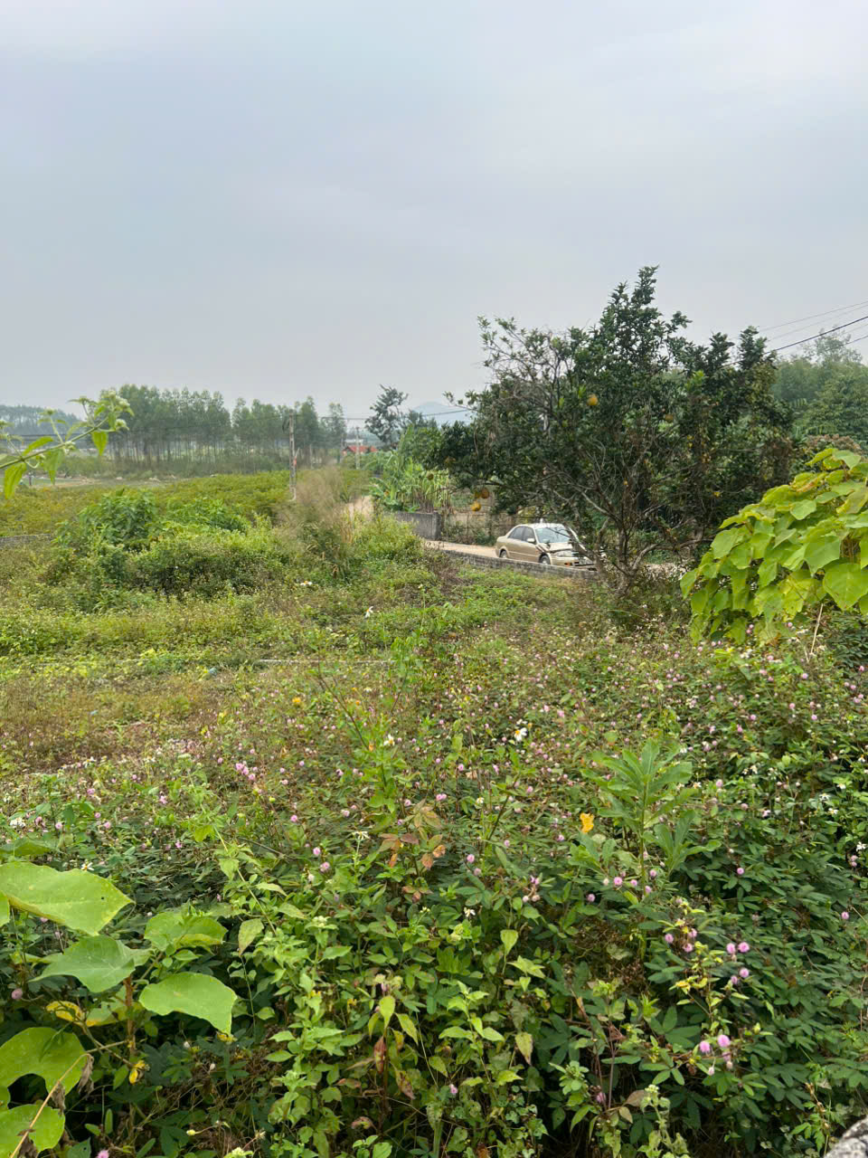 ►  ĐẤT ĐẸP TÂN AN – CƯƠNG SƠN – LỤC NAM GIÁ CHỈ 480 TRIỆU