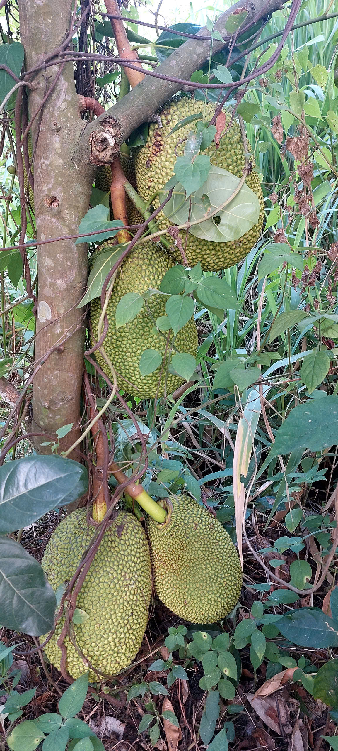 CƠ HỘI SỞ HỮU ĐẤT VƯỜN RỘNG ĐẸP TẠI BÌNH CHÁNH - DIỆN TÍCH LỚN - SỔ HỒNG RIÊNG