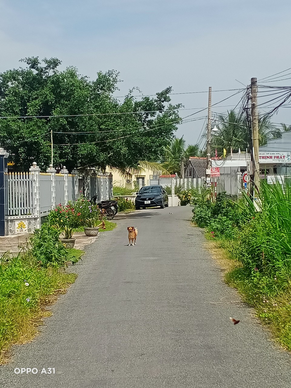 CẦN BÁN LÔ ĐẤT TẠI ẤP THỌ KHƯƠNG-XÃ BÌNH PHÚ-HUYỆN GÒ CÔNG TÂY-TỈNH TIỀN GIANG