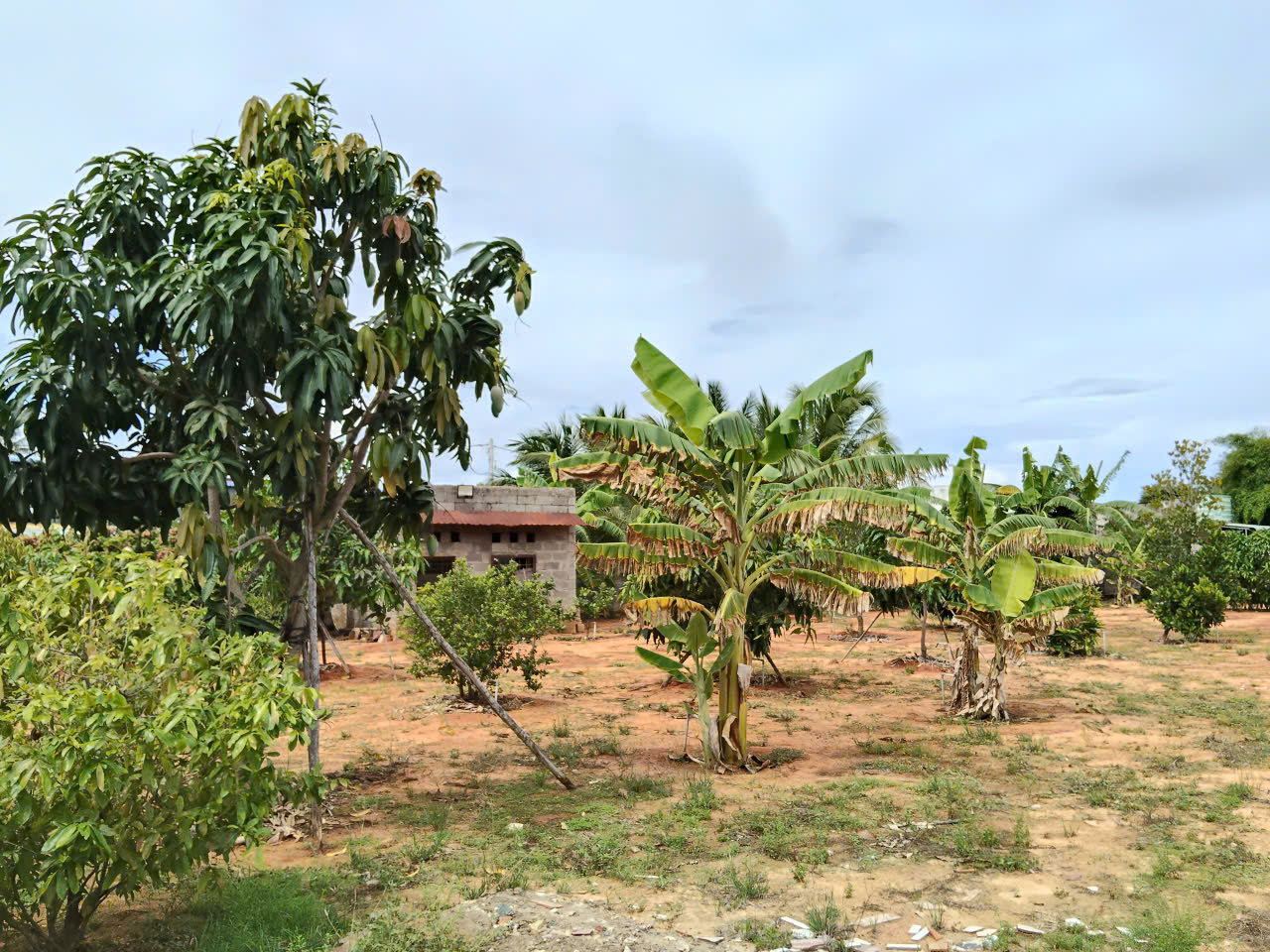 BÁN ĐẤT VƯỜN 1.360m² (810m² THỔ CƯ) NGAY NỘI THÀNH PHAN THIẾT
