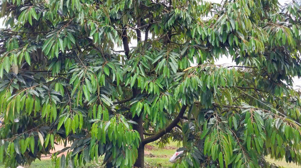 https://batdongsanviet.info.vn/uploads/images/upload/19-08-26/2aOboQsXT4BCpHALJcY6fVmpdGC0cAhXiGCQOFQO.jpg