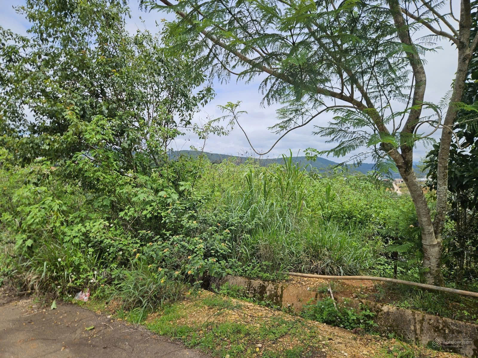 https://batdongsanviet.info.vn/uploads/images/upload/23-06-26/z7967135102529_67e862f3faad3f0c4cef9a40c8b2a80a.jpg
