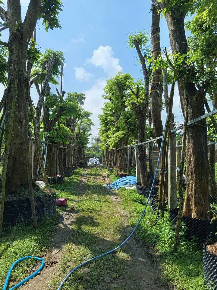 ►  NHÀ VƯỜN LINH CÂY XANH CHUYÊN CUNG CẤP &amp; TRỒNG CÂY BÓNG MÁT