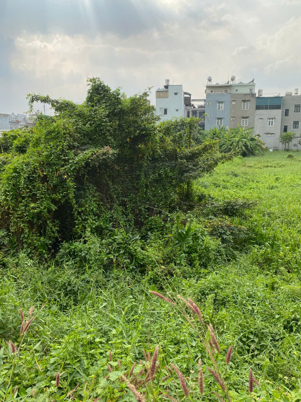 BÁN ĐẤT DIỆN TÍCH LỚN – HIỆP BÌNH PHƯỚC, TP THỦ ĐỨC