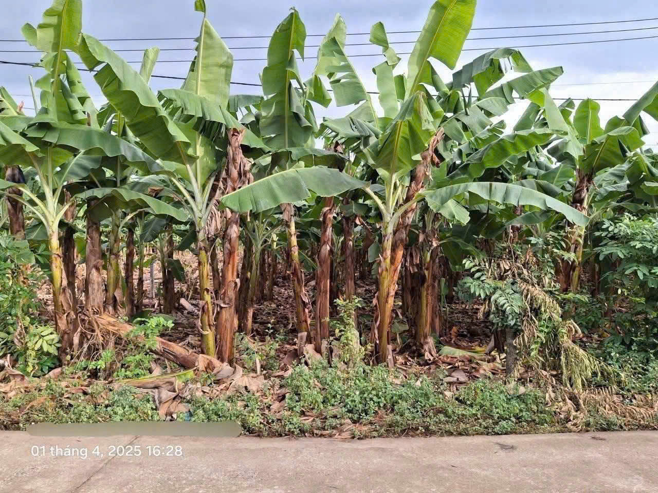 Cần bán lô đất sào Phú Vinh 29 x 40 = 1000m2 đất như hình.