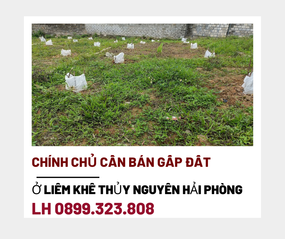 https://batdongsanviet.info.vn/chinh-chu-can-ban-gap-dat-o-liem-khe-thuy-nguyen-hai-phong-j173758.html